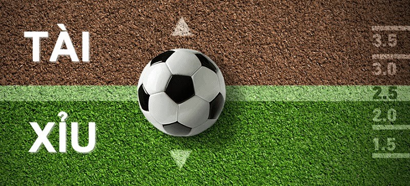 c&aacute;c kiểu c&aacute; độ b&oacute;ng đ&aacute;